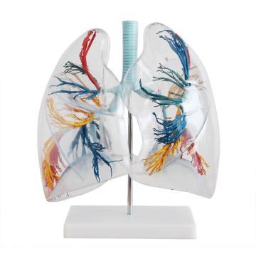 LUNG02 (12499) Árvore brônquica com laringe e pulmões transparentes, 2 vezes vida em tamanho normal, modelos de anatomia&gt; modelos de pulmão